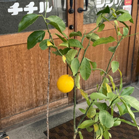 画像351